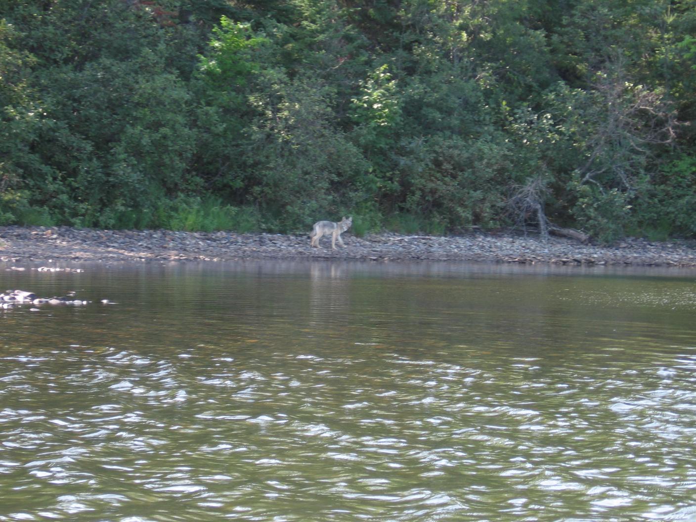 Southeast Ensign Wolf
